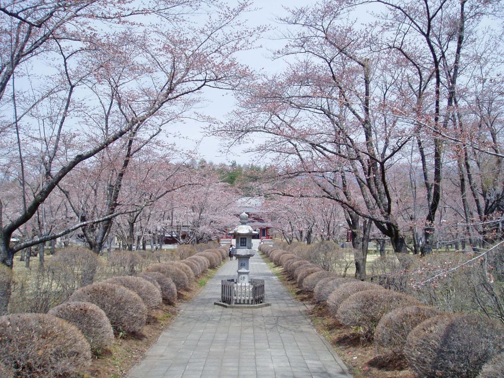 聖光寺千本桜　開花情報 Ⅱ_d0102327_1623222.jpg