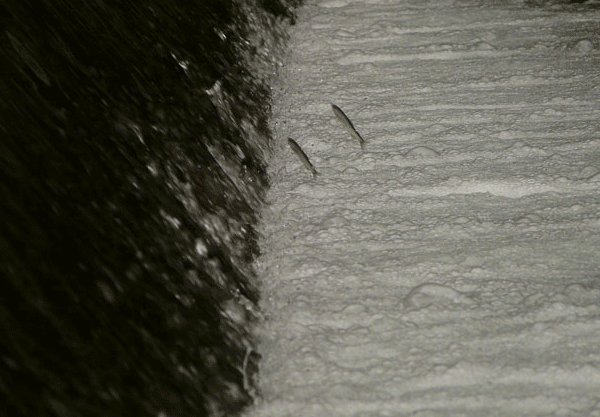 a0056140_17273930.gif