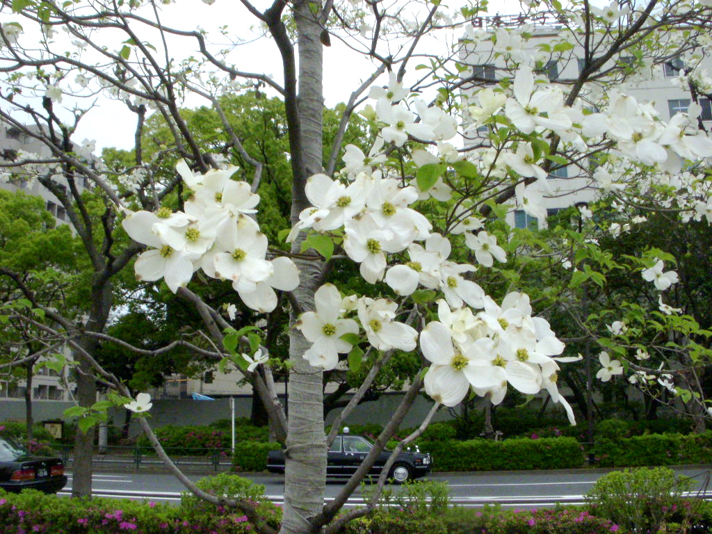 花水木に誘い、中山うりの歌に酔う。そして毎夜の酒に酔う。_b0019140_12484799.jpg