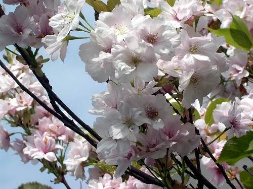 最後の見納め・庭木の桜「天の川」_c0121241_5285520.jpg