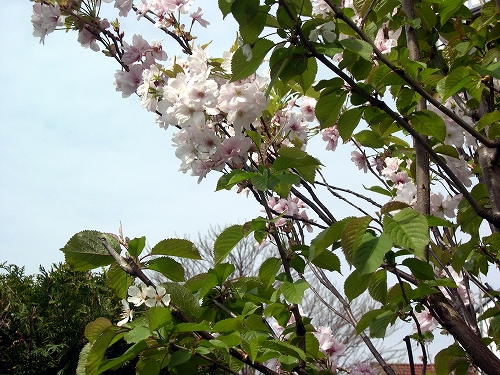 最後の見納め・庭木の桜「天の川」_c0121241_533136.jpg