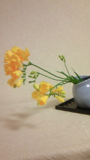黄色い花が好き_c0157242_941174.jpg