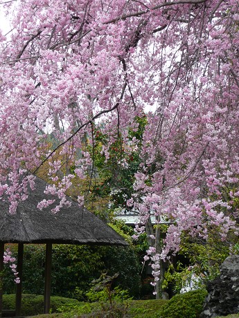 妙心寺退蔵院_c0057946_20295323.jpg