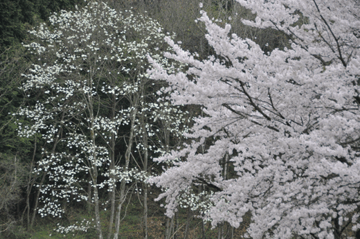 信濃路紀行(Ⅱ)_c0093046_20253470.gif