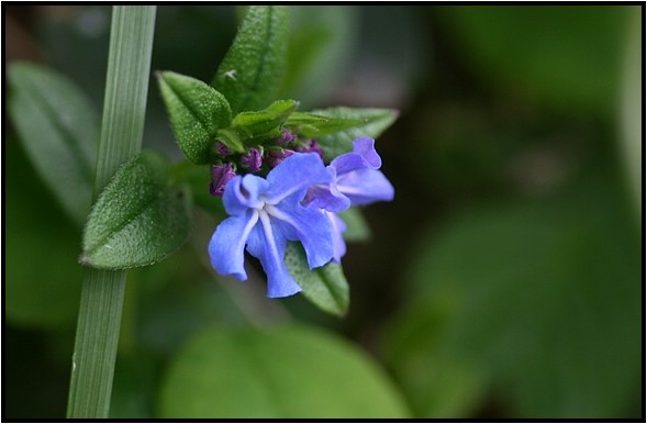 ホタルカズラ 野草風薫