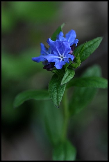 ホタルカズラ 野草風薫 ホタルカズラ 野草風薫
