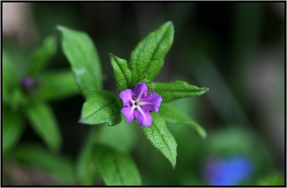 ホタルカズラ 野草風薫 ホタルカズラ 野草風薫