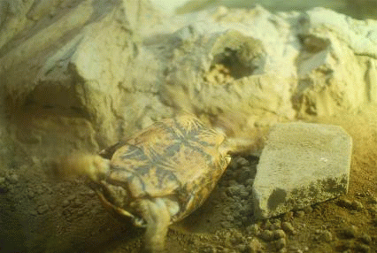 f0014748_049206.gif