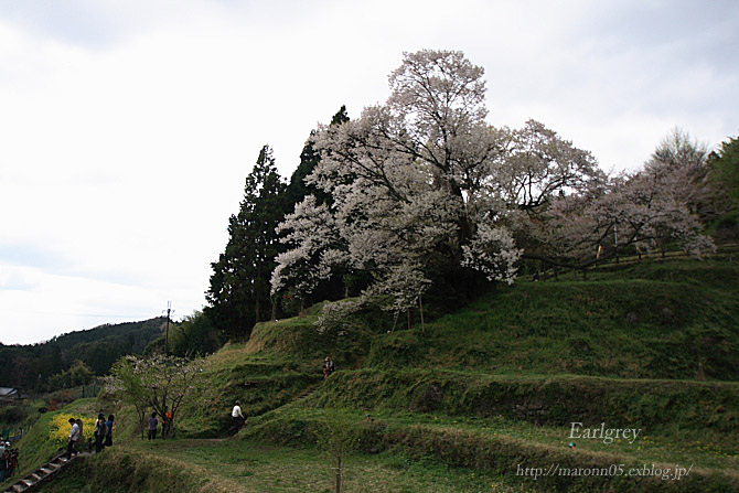 佛隆寺・千年桜 　（後編）_f0019849_021524.jpg