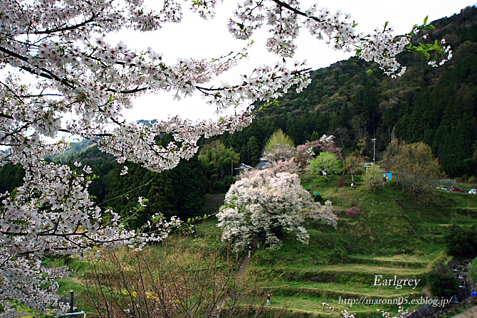 佛隆寺・千年桜 　（後編）_f0019849_02310100.jpg