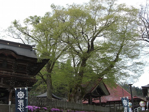 毘沙門様の春_a0084753_1702195.jpg