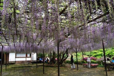 御船山楽園　花まつり　（４月２７日現在）_e0143556_0194491.jpg