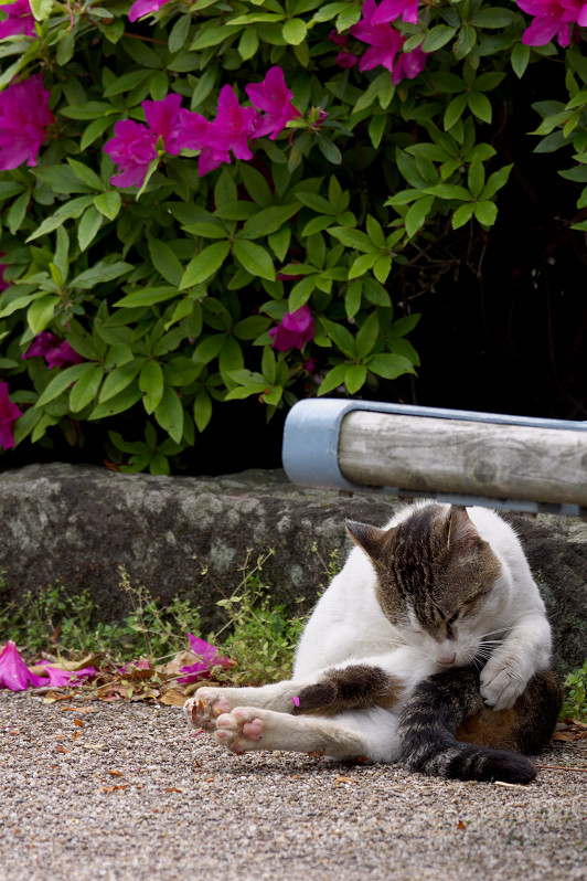 おめかし ぬこさん_f0072758_22321842.jpg