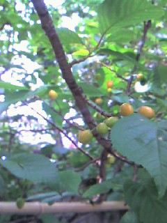 c0115560_22324587.jpg