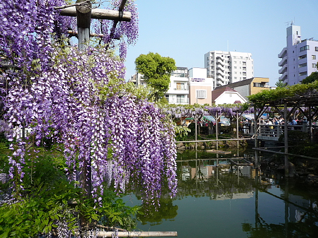 モネもびっくり！　天神様は花盛り！_b0053765_11344959.jpg