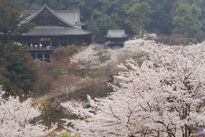 長谷寺の桜　（降雨中）_f0067667_18501641.jpg