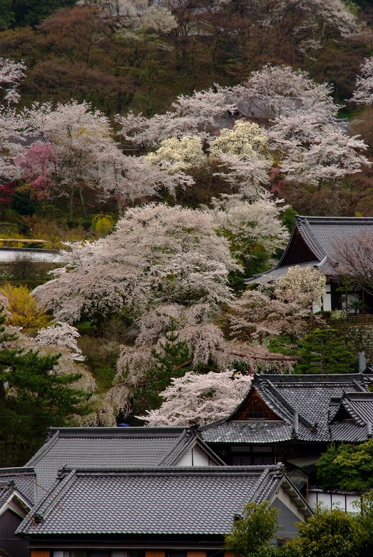 長谷寺の桜　（降雨中）_f0067667_18573679.jpg