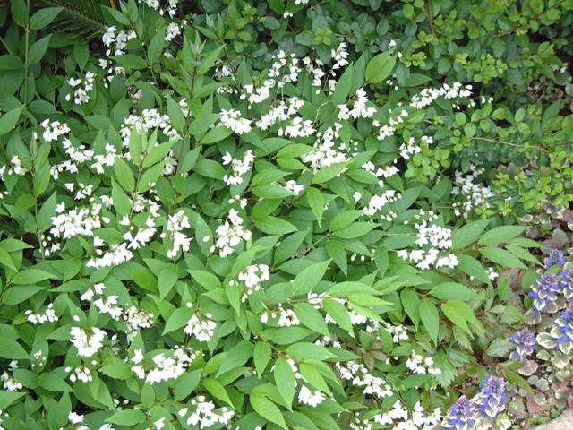 ホワイトカラーのお花で満開です！(レケットの庭）_f0029571_2220277.jpg