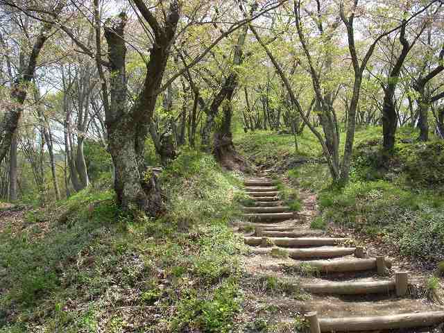 桜満開の光城山_b0112186_2154416.jpg