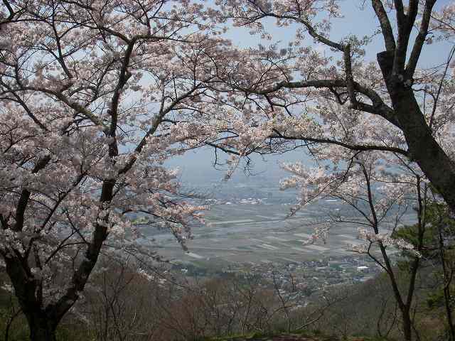 桜満開の光城山_b0112186_2242029.jpg