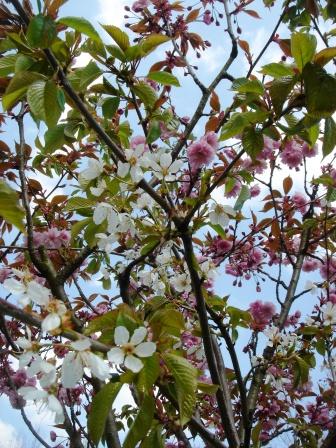 お花見 die hohe Kirschblütenzeit_e0112086_2321581.jpg