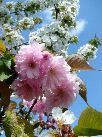 お花見 die hohe Kirschblütenzeit_e0112086_23221921.jpg