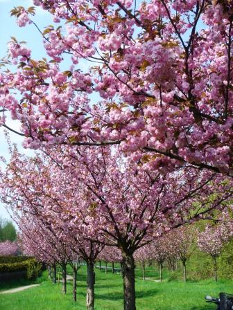 お花見 die hohe Kirschblütenzeit_e0112086_2323969.jpg