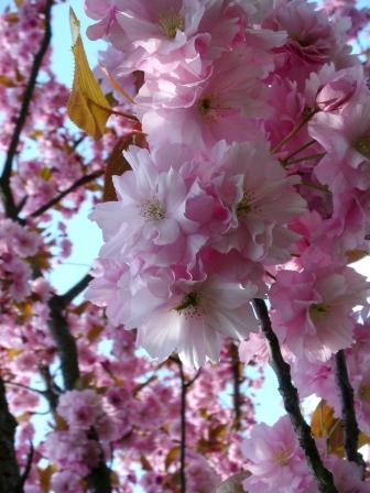 お花見 die hohe Kirschblütenzeit_e0112086_23281584.jpg