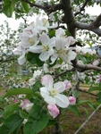 リンゴの花びらが～風に散ったよな♪_b0103889_1835227.jpg