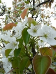 リンゴの花びらが～風に散ったよな♪_b0103889_18353769.jpg