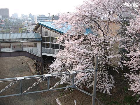 小樽の桜_f0138395_10304463.jpg