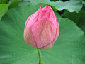 c0144703_722038.jpg