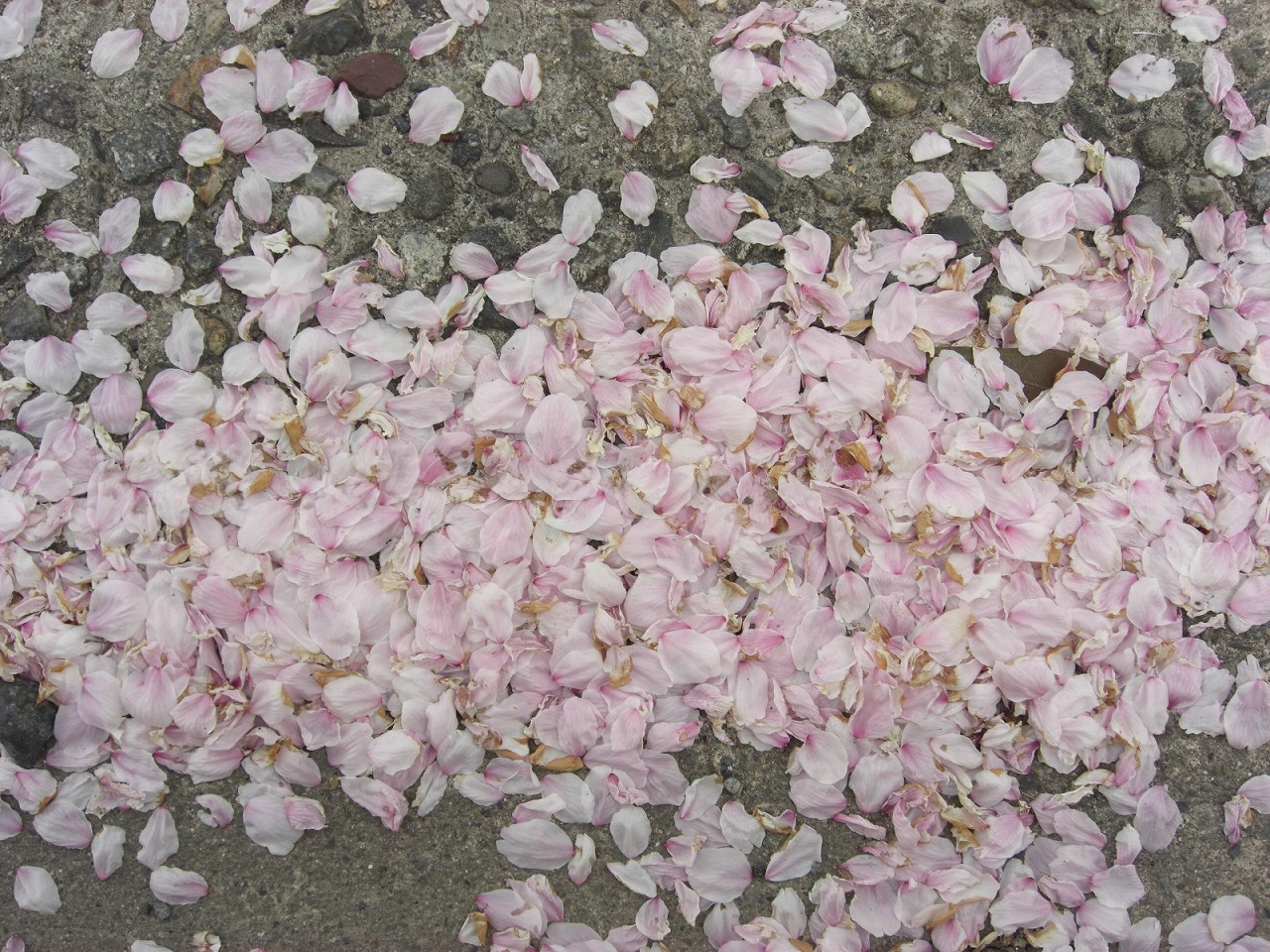 さくら花びら Forest Scene さくら花びら Forest Scene