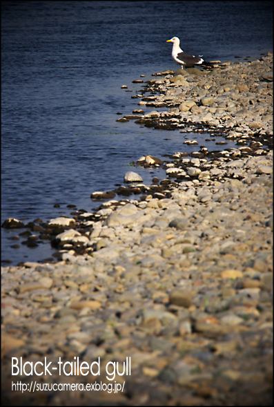 川なのに海_f0100215_23261814.jpg