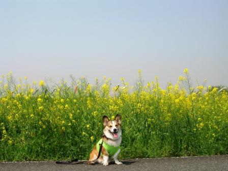 菜の花畑へ~♪_f0155118_9221486.jpg