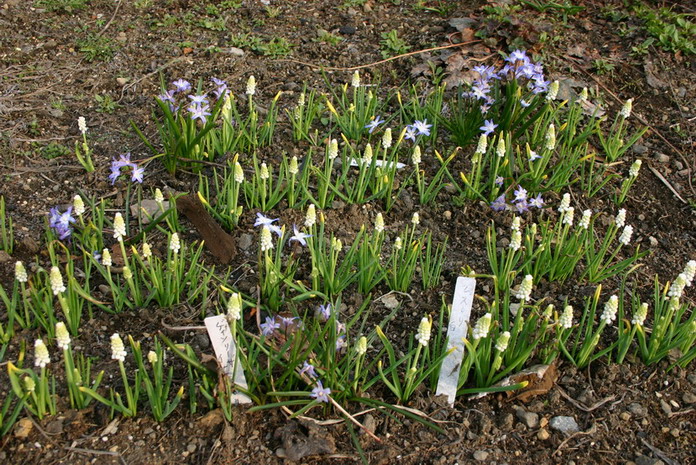 ４月２６日に開花し始めた花_d0143719_9134797.jpg