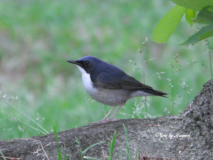 私の大好きなツグミ科（コルリ）_f0037633_20485270.jpg