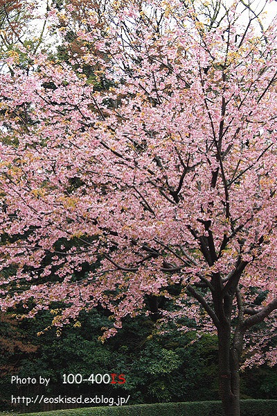 《花》　桜（安行寒桜）3　18-55mm（川口グリーンセンター）_c0080036_0234223.jpg