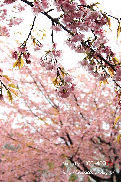 《花》　桜（安行寒桜）3　18-55mm（川口グリーンセンター）_c0080036_0241636.jpg