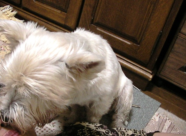 f0034444_14249.jpg