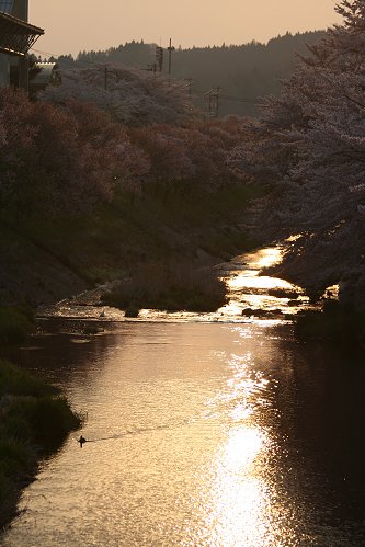 今出の桜　今出川沿いの黄昏_f0048546_615245.jpg