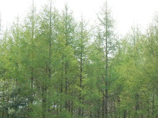 f0019247_2341898.jpg