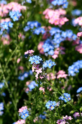 Colorful flowers_a0098859_00591.jpg