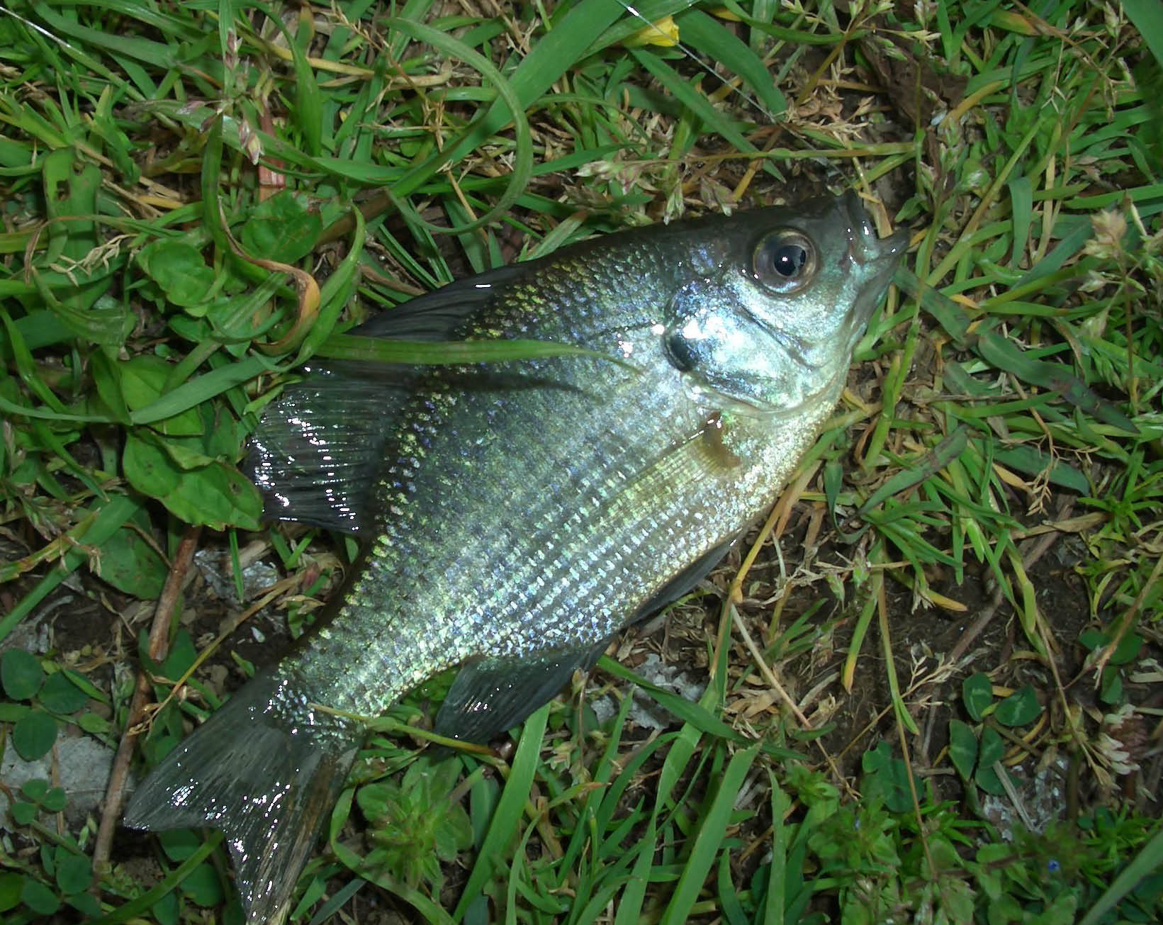 埼玉県の調整池でブルーギルを釣ってみようと思ふ 08 4 27 荒川土手でシーバスを釣ってみようと思ふ