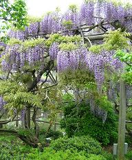 藤の花_f0139963_62898.jpg