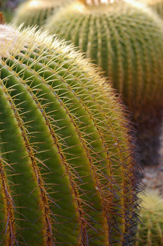 e0045768_20411678.jpg
