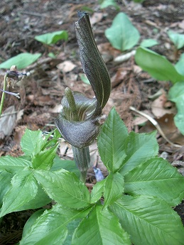 ミミガタテンナンショウ(耳形天南星)_c0085874_1381079.jpg