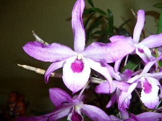 e0046477_1134884.jpg