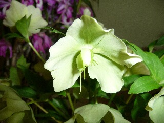 e0046477_1141357.jpg