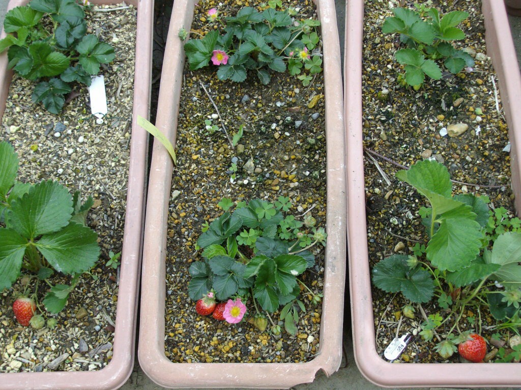 プランターのイチゴの収穫開始 ブルーベリーの育て方 栽培 ブルーベリー ノート Blueberrynote